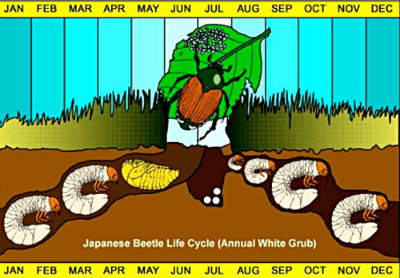 Japanese Beetle Life Cycle