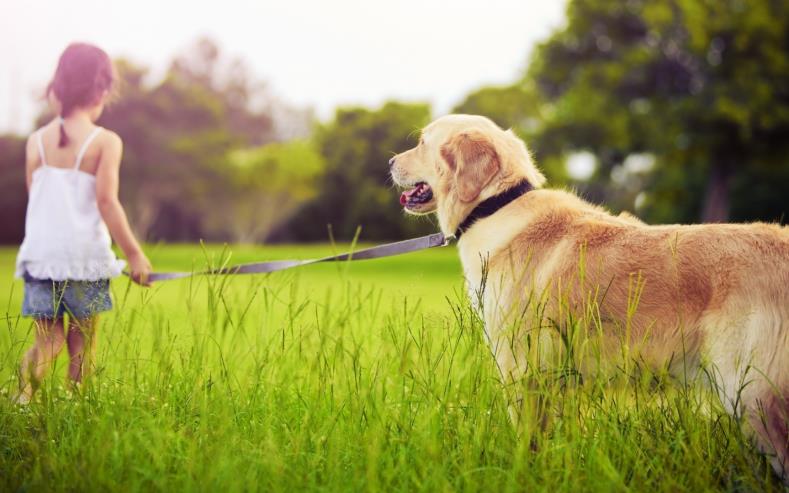 Lawn Insect Control