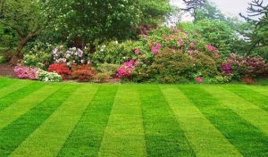 Minneapolis Lawn Care Services